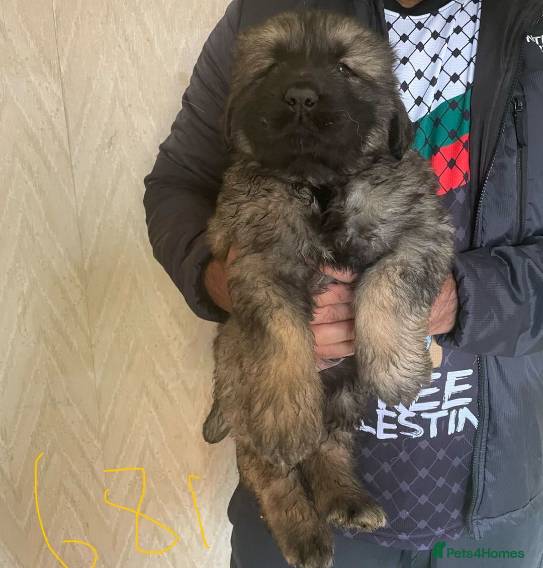 Caucasian Shepherd Dog dogs for sale: Caucasian shepherd puppies titan bloodline  - Image 7
