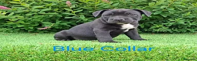 Black Boy Blue Collar 