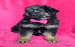 German Shepherd dogs for sale: Adorable German Shepherd puppies - Image 14