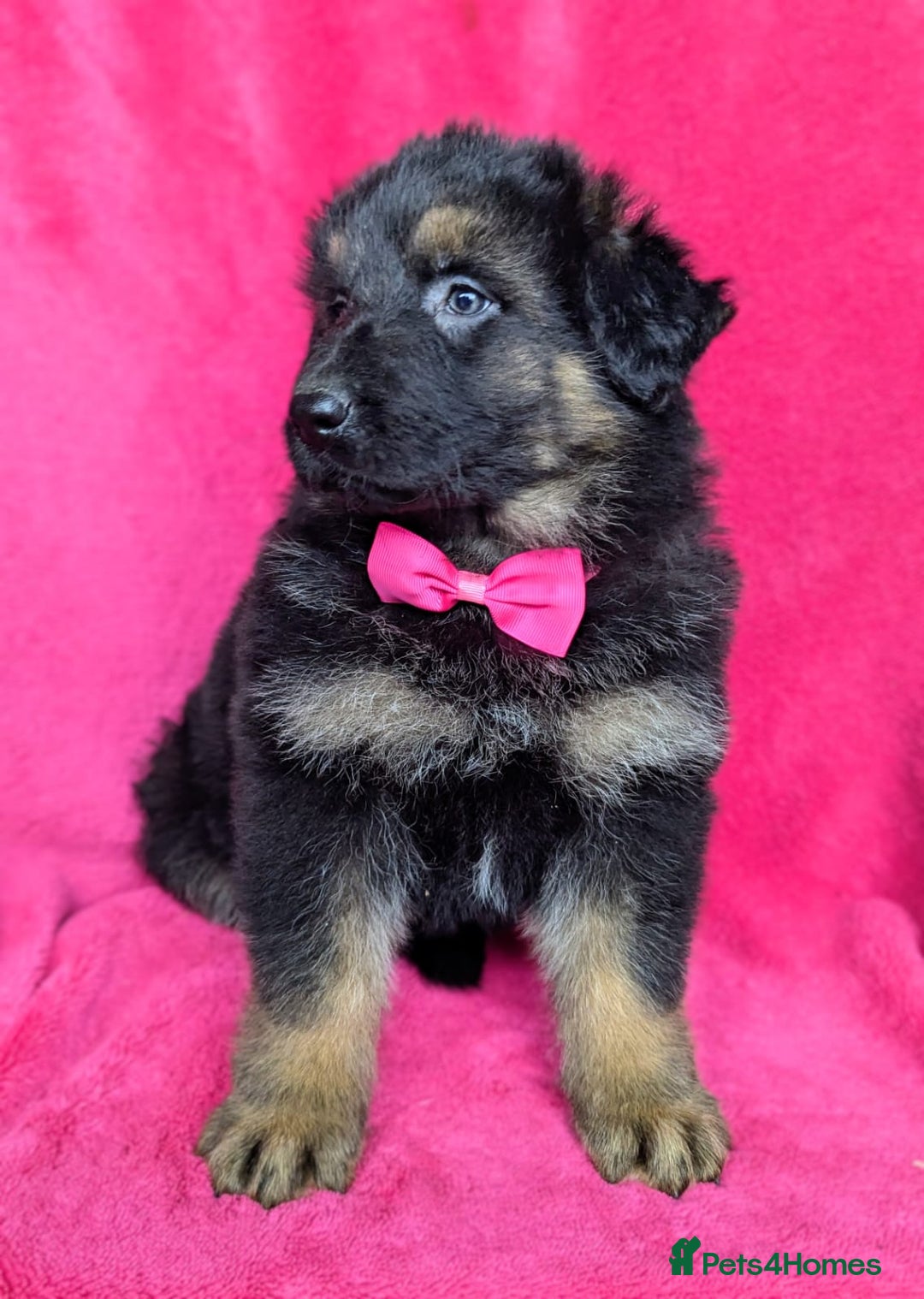 German Shepherd dogs for sale: Adorable German Shepherd puppies - Image 14
