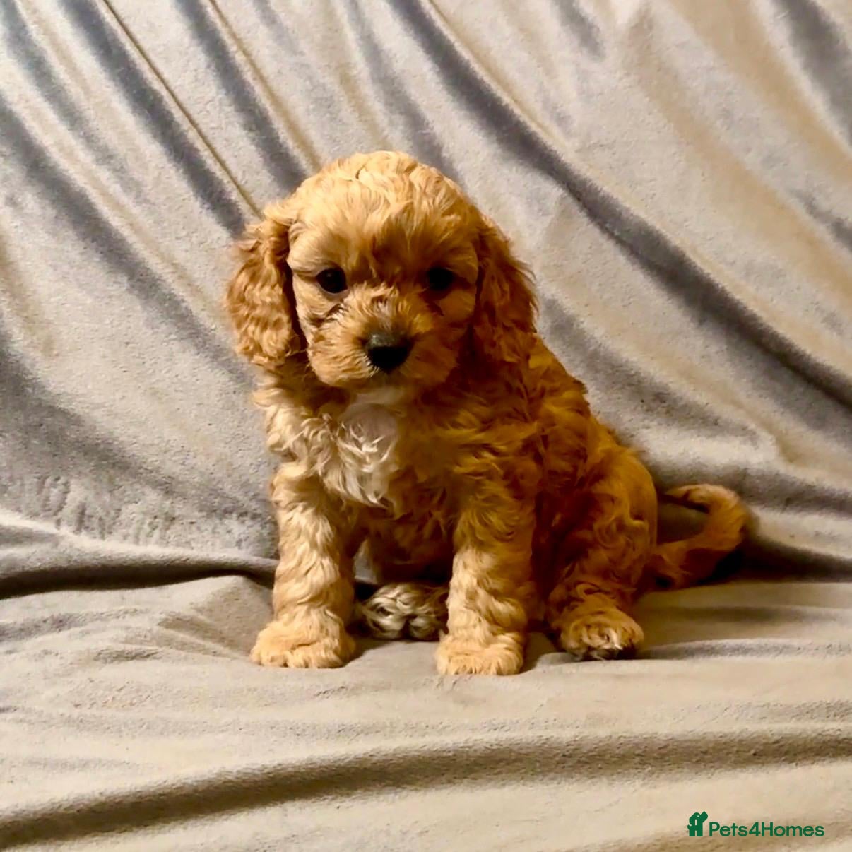 Cavapoo Puppy 3 boy