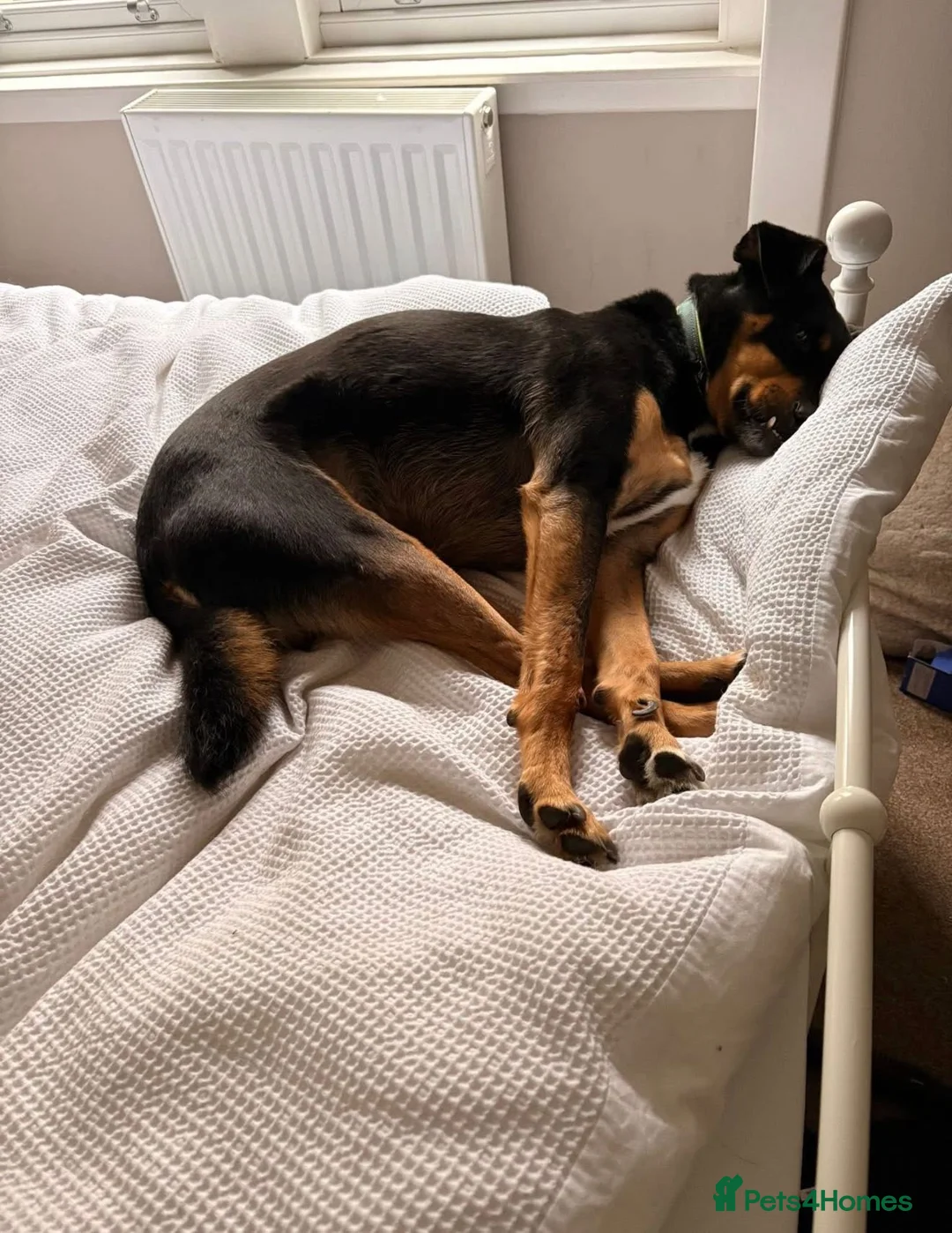 Mixed Breed dogs for adoption: Meet Max 💔 This poor boy hasn't had an easy life. in Jedburgh - Advert 2