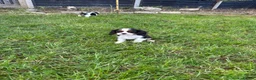 Cavalier King Charles Spaniel dogs for sale: Beautiful Cavalier Puppies Looking for Forever in Ashford - Advert 12