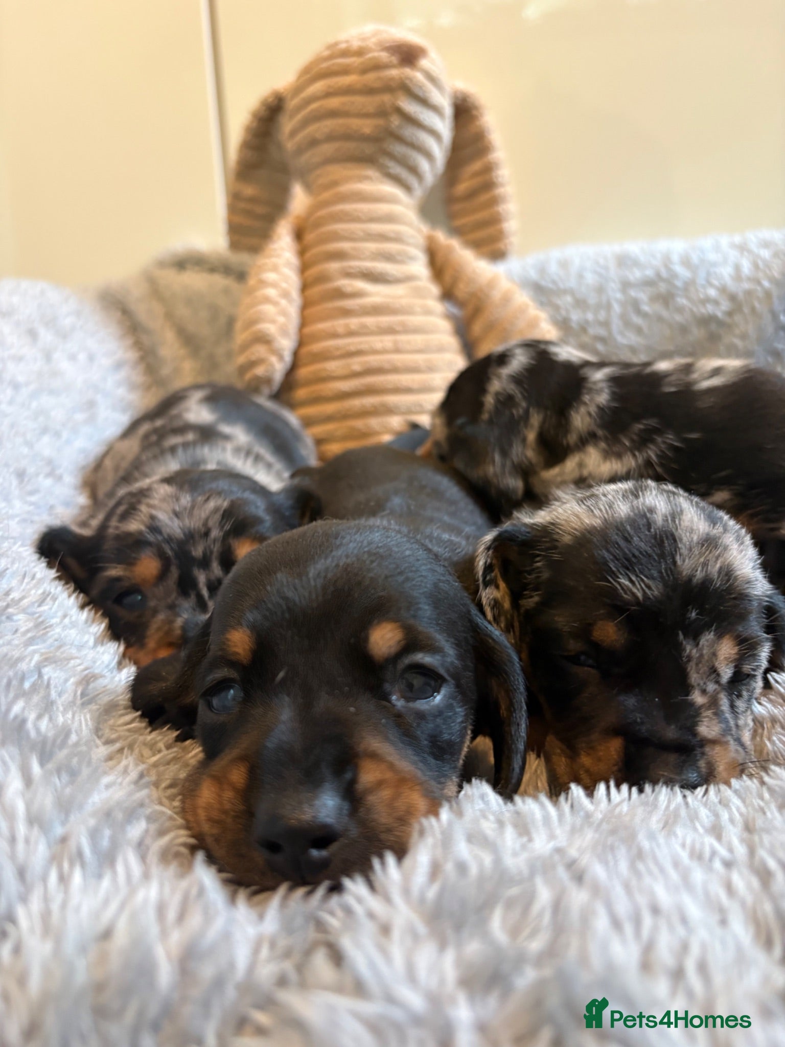 Miniature Dachshund dogs Stunning miniature dachshund puppies♥️ - Advert 1