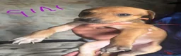 Mixed Breed dogs for sale: Saluki bull greyhound (lurcher) puppy’s  - Advert 8