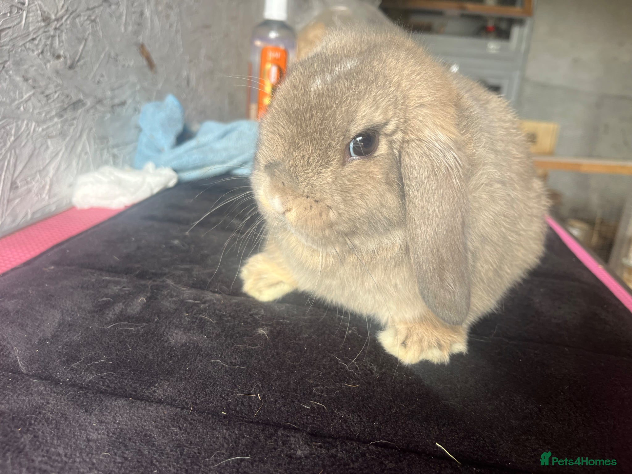 Mini Lop rabbits Pure mini lop  - Advert 2