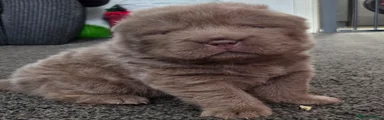 Shar Pei 4