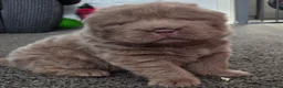Shar Pei dogs for sale: 5 Shar peis - Advert 16