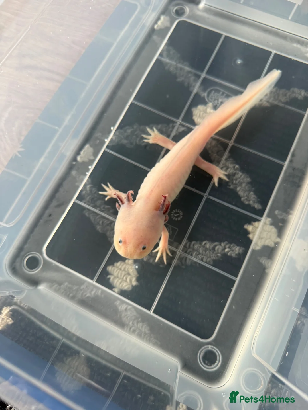 Axolotl reptiles for sale: Axolotls male and female - Advert 2