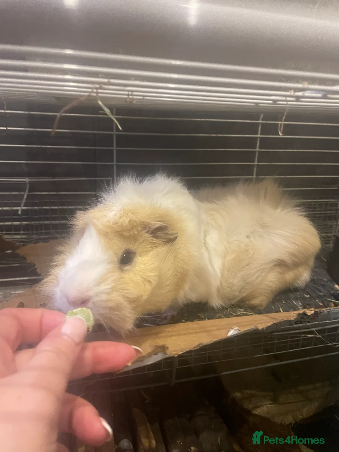 Guinea Pig rodents for sale: 3 Male Guinea pigs 15 months old - Advert 1