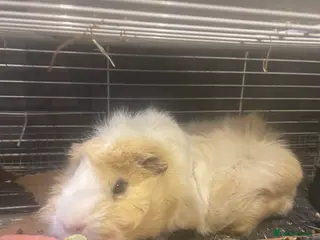 Guinea Pig rodents 3 Male Guinea pigs 15 months old - Advert 2