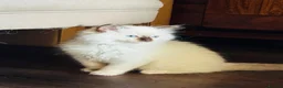 Ragdoll cats for sale: Ragdoll kittens  - Advert 11