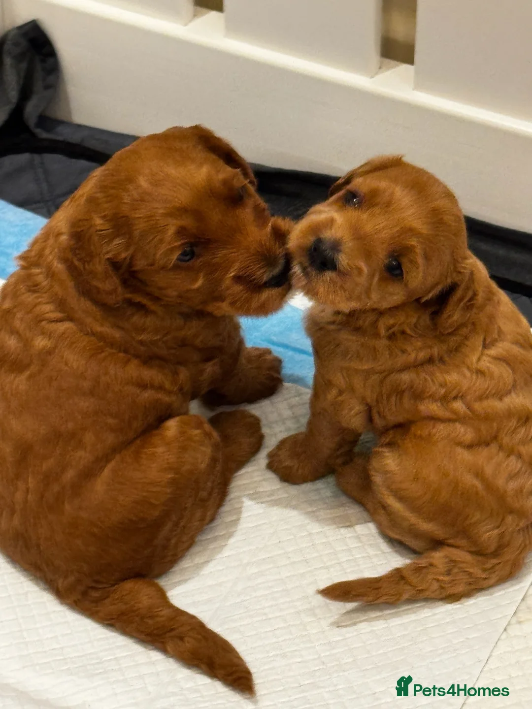 Mini Goldendoodle dogs for sale: Gergeous Red & Apricot Mini Doodle Puppis - Advert 2