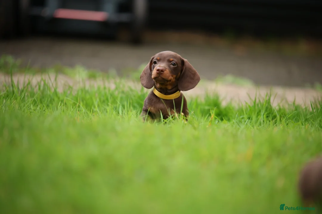 Miniature Dachshund dogs for sale: Miniature dachshund  - Advert 2
