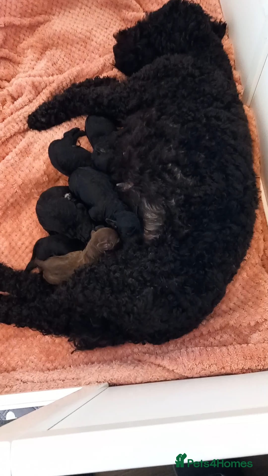 Cockapoo dogs for sale: Adorable cockapoo puppies - Advert 3