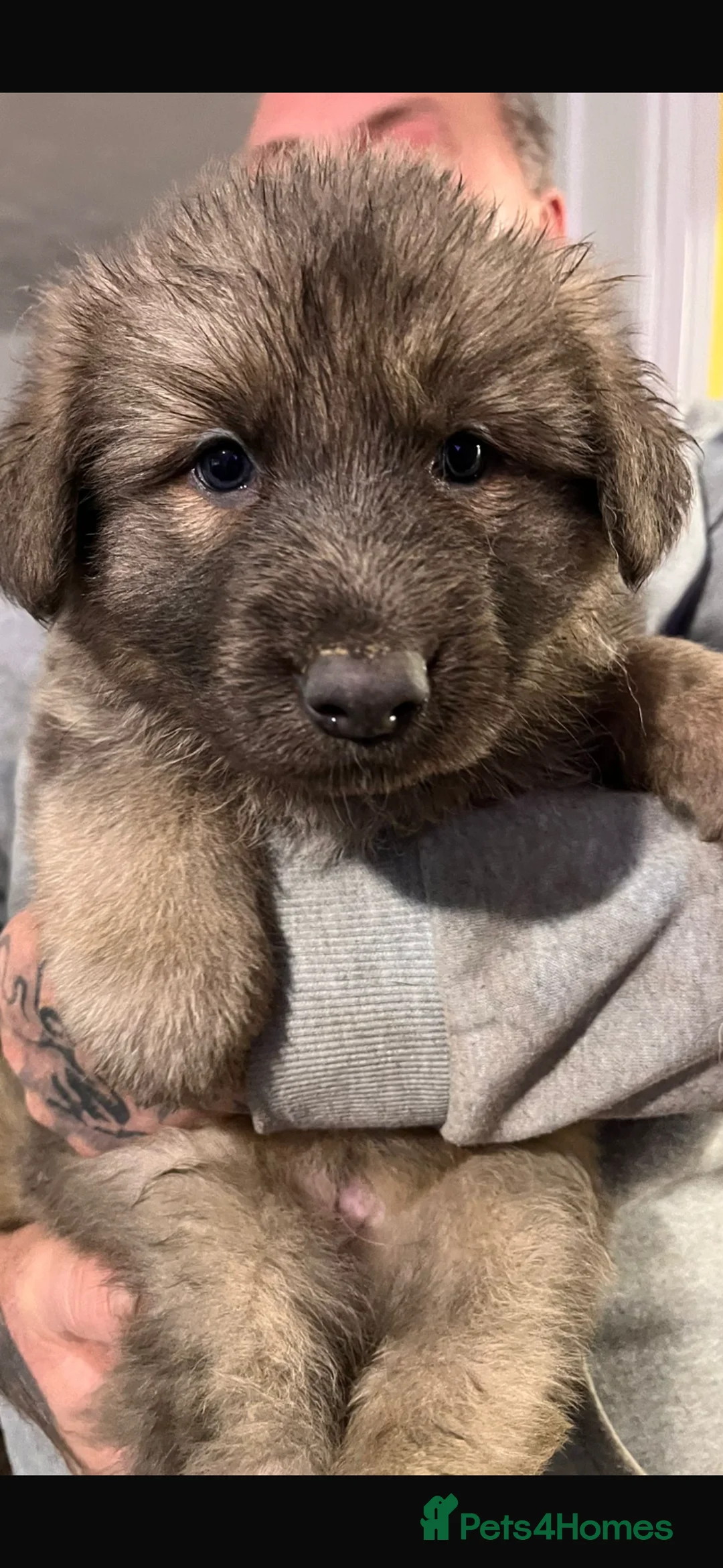 German Shepherd dogs for sale: Blue GSD’s 3 females remaining - Advert 4