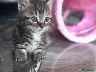 Munchkin cats - Advert 2