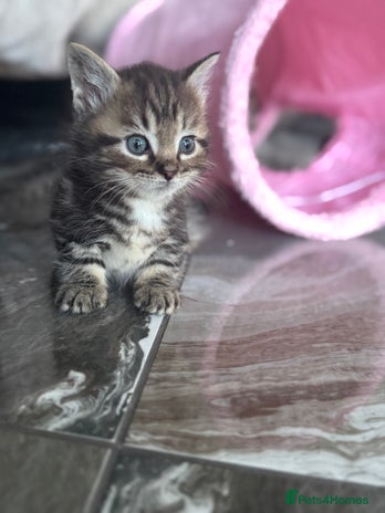 Munchkin cats - Advert 2