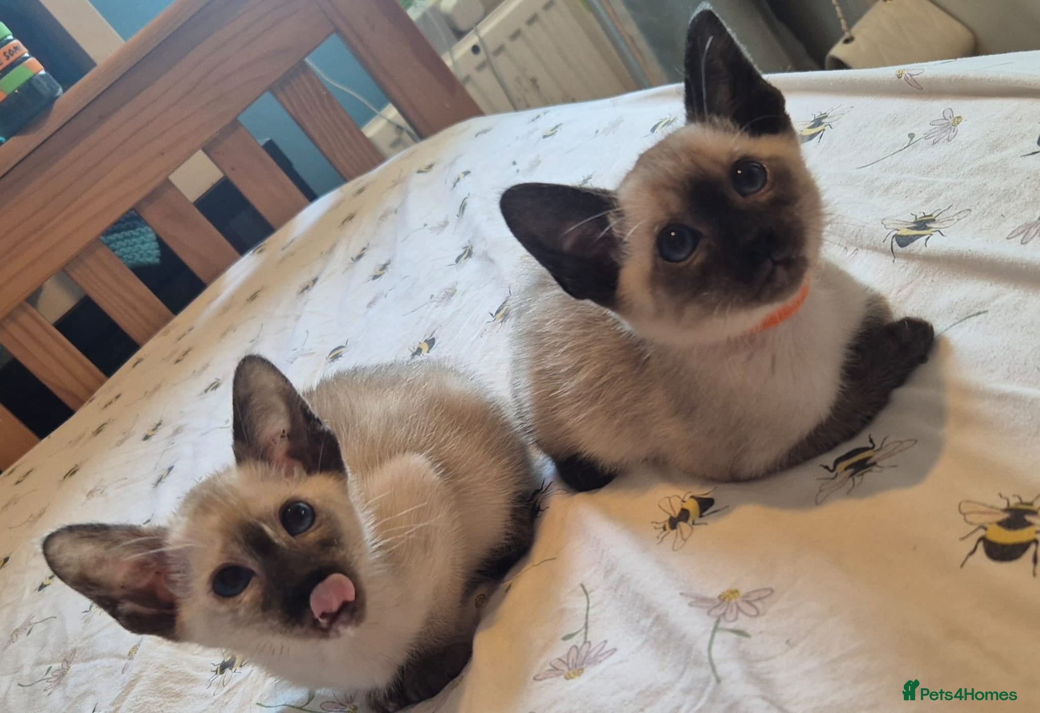 Siamese cats Stunning siamese kittens - Advert 1