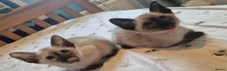 Siamese cats for sale: Stunning siamese kittens - Advert 1