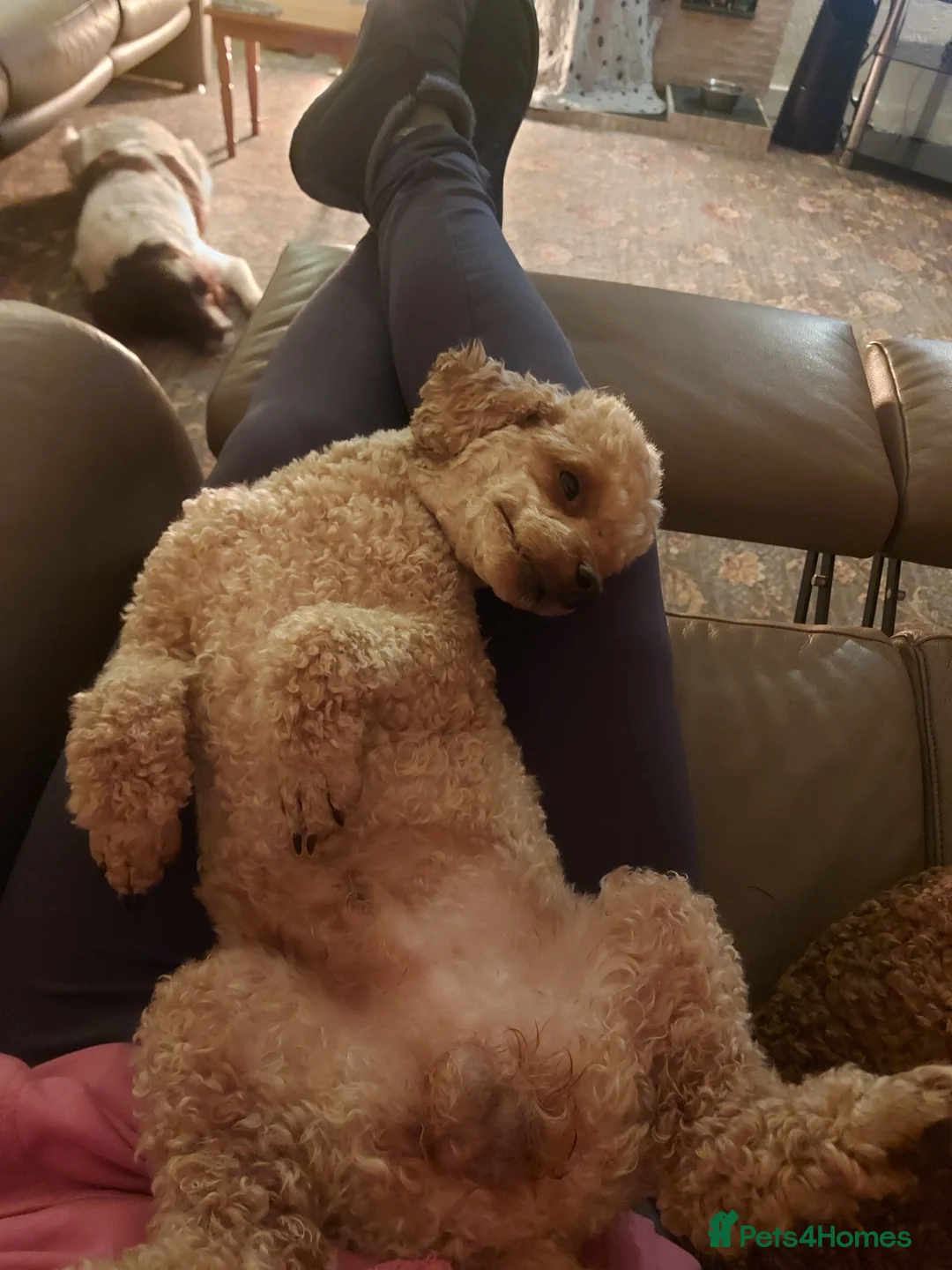 Miniature Poodle dogs for stud: KC Reg Red Miniature Poodle for stud in Preston - Advert 11