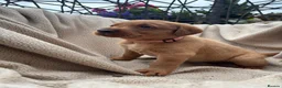 Labrador Retriever dogs for sale: Fox Red Labrador Puppy’s for Sale - Advert 17