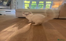 Ragdoll cats for sale: X1 male kitten ready to be loved  - Image 4