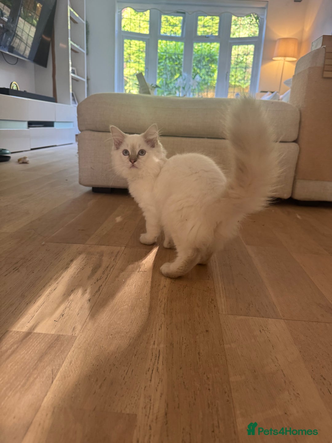 Ragdoll cats for sale: X1 male kitten ready to be loved  - Image 4
