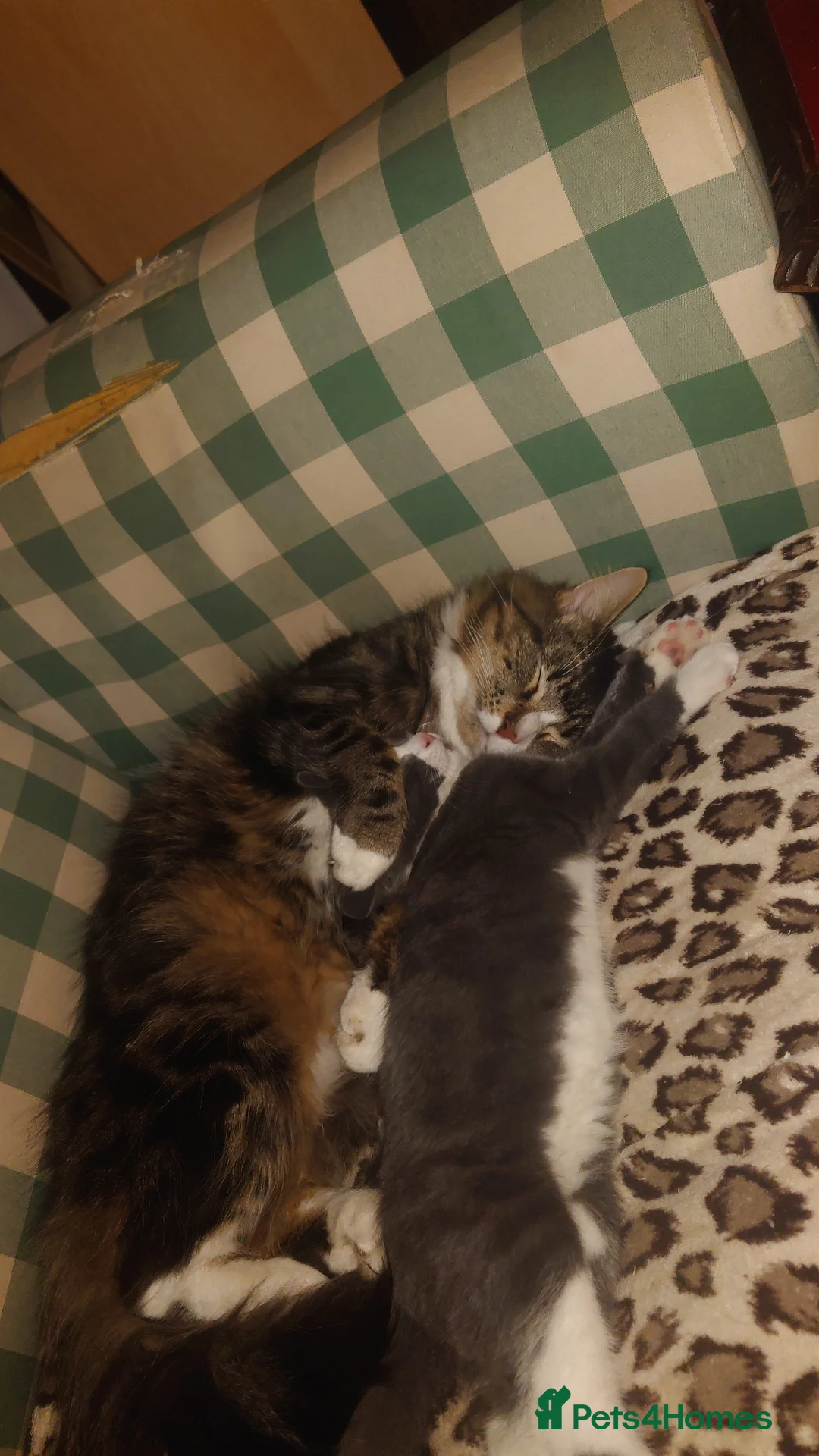 Mixed Breed cats for sale: HWe have 2boys,11 weeks old ready garden house pls - Advert 1