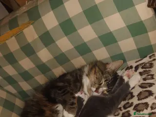 Mixed Breed cats HWe have 2boys,11 weeks old ready garden house pls - Advert 1