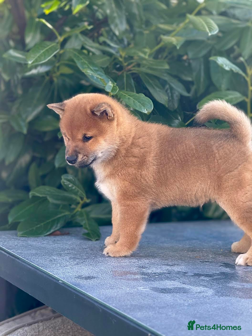 Japanese Shiba Inu dogs Clear DNA red Shiba Inu puppy champion parents - Advert 9