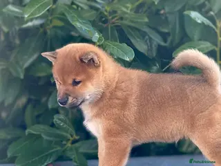 Japanese Shiba Inu dogs Clear DNA red Shiba Inu puppy champion parents - Advert 9