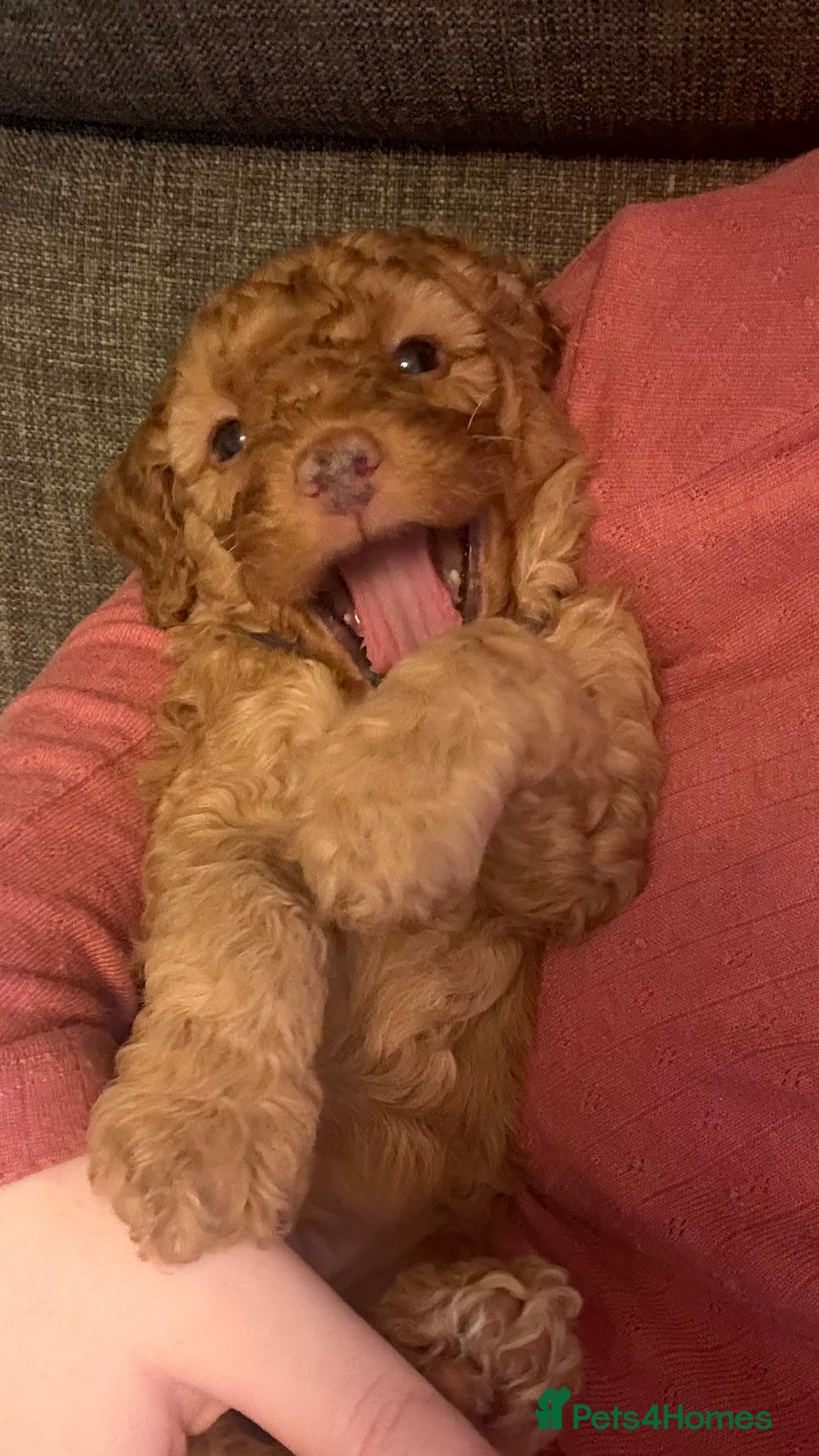 Cockapoo dogs for sale: F1b cockapoos  - Advert 17