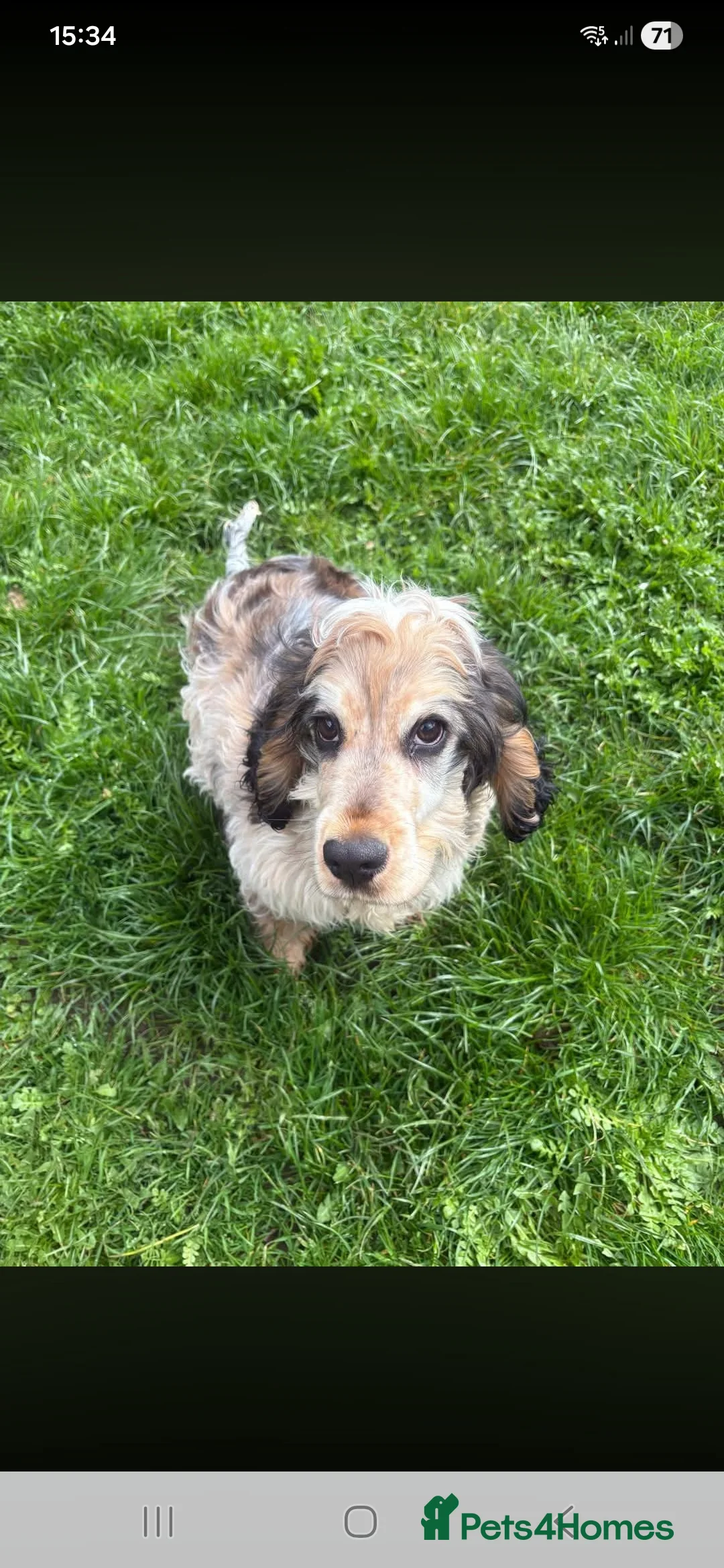 Cocker Spaniel dogs for sale: Beautiful Cocker spaniek - Advert 2