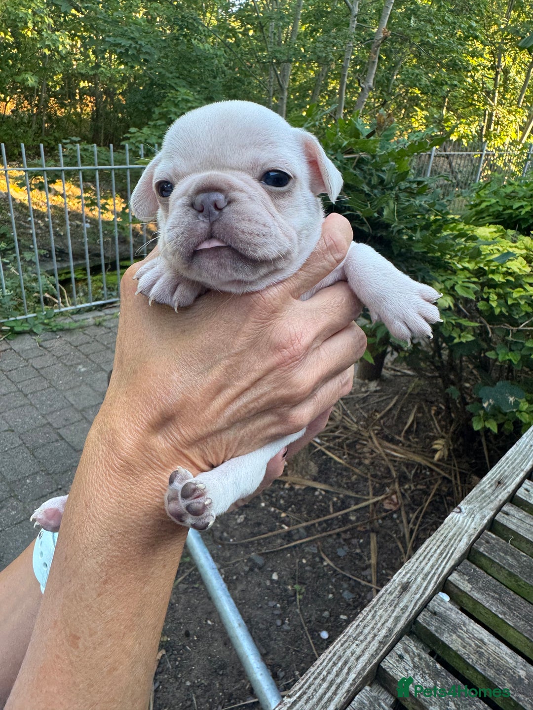 French Bulldog dogs for sale: Adorable French Bulldogs - Image 5