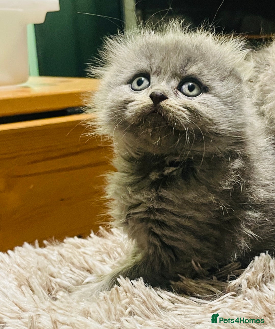Scottish Fold cats for sale: Beautiful litter looking for new homes ❤️❤️ - Advert 19