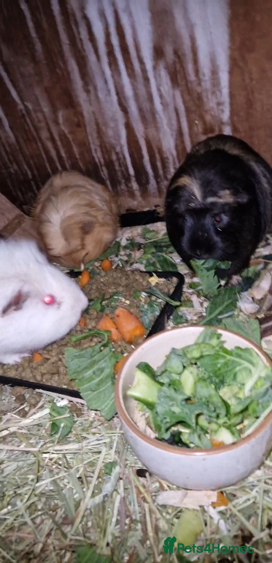 Guinea Pig rodents for sale: Beauitful Coronet breed female  - Advert 7