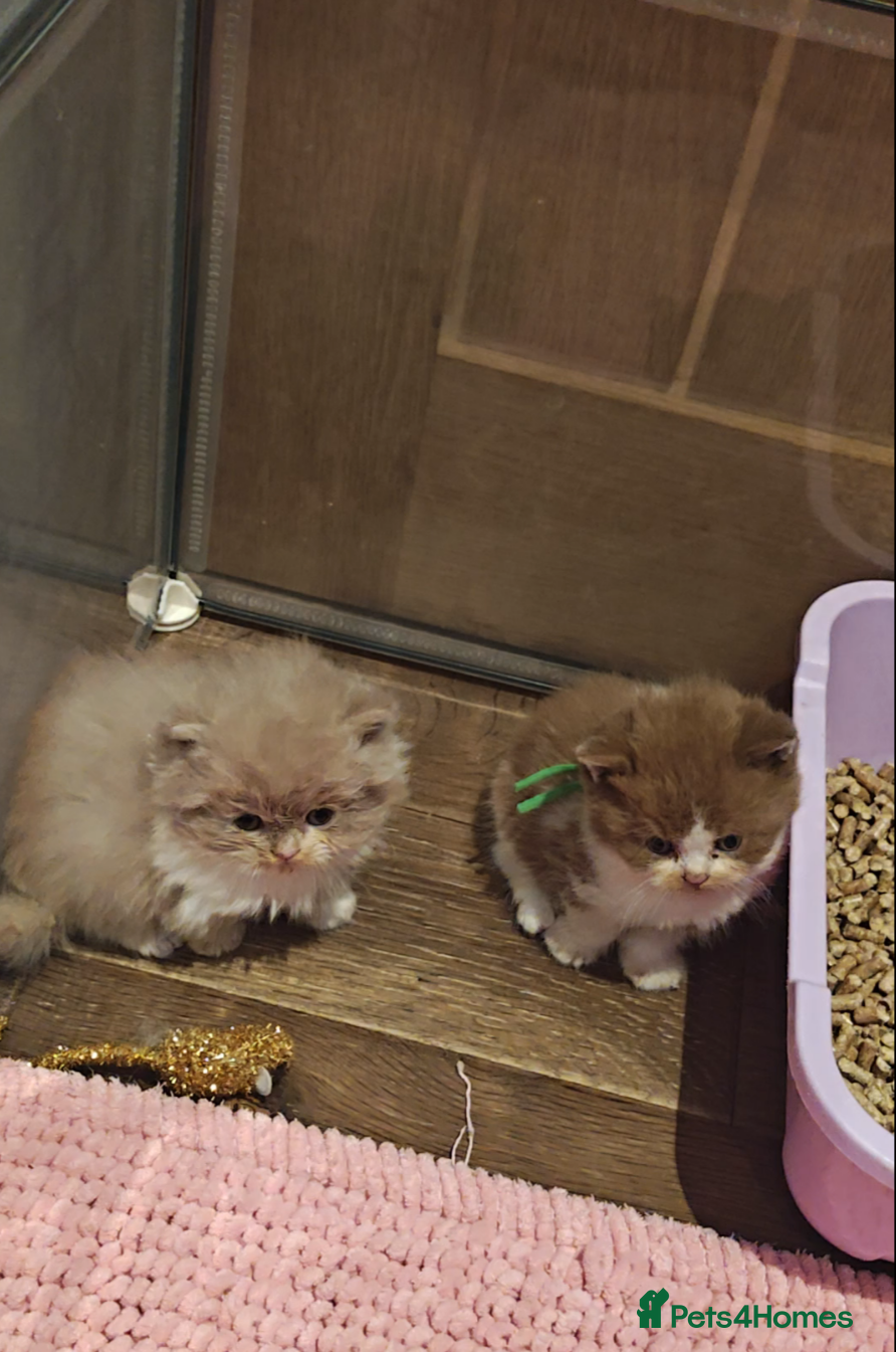 British Longhair cats Cinnamon & fawn bi colour longhair BLH  - Advert 15