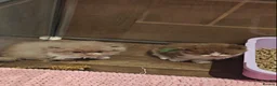 British Longhair cats for sale: Cinnamon & fawn bi colour longhair BLH  - Advert 3