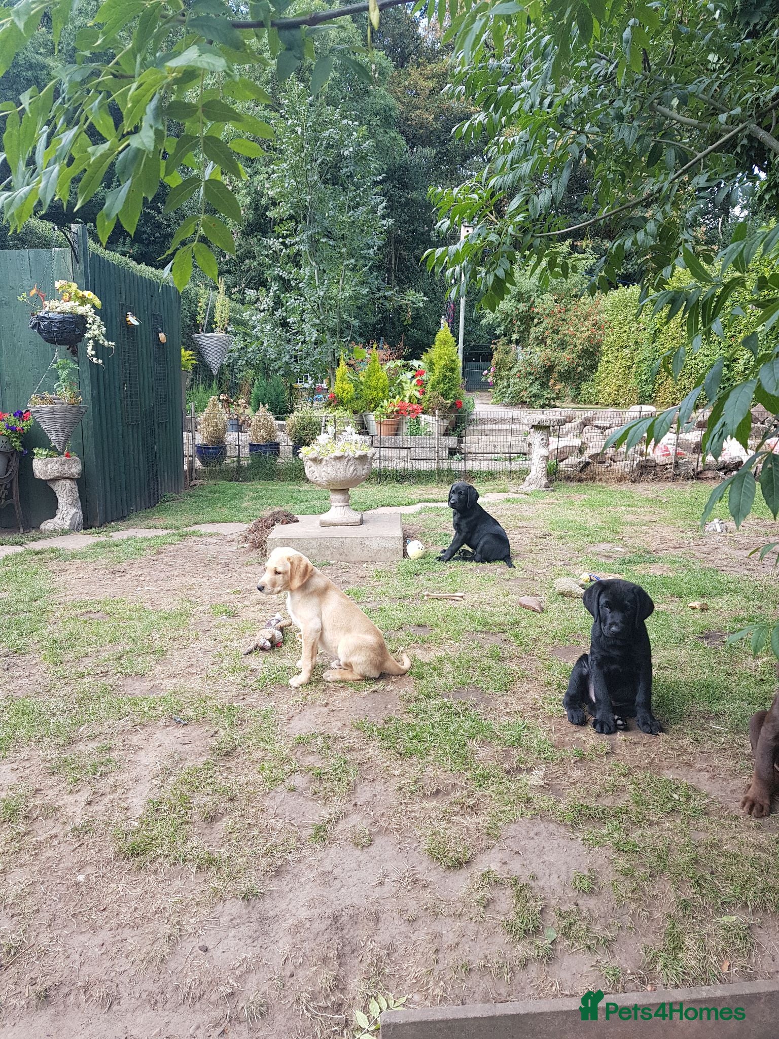 Labrador Retriever dogs Excellent KC Registered Labrador puppies  - Advert 1