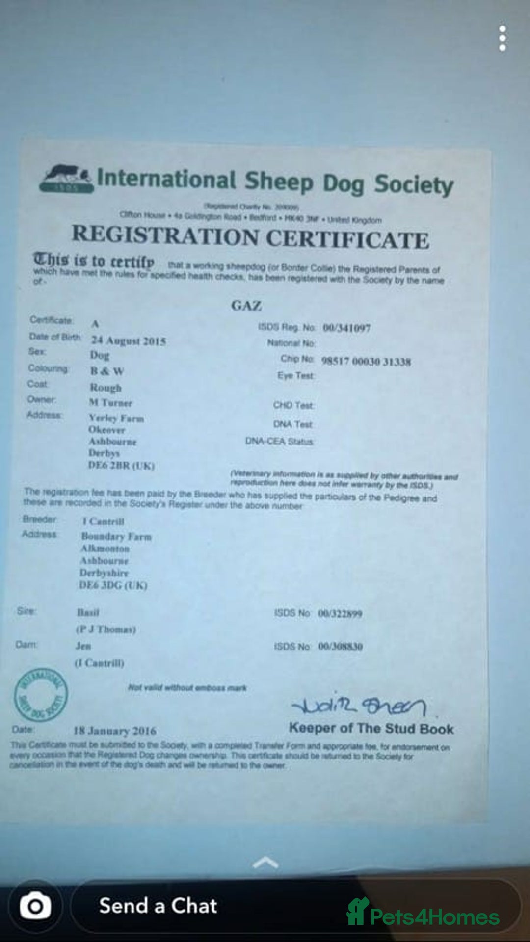 Border Collie dogs for sale: 6 Border collie pups - Advert 18