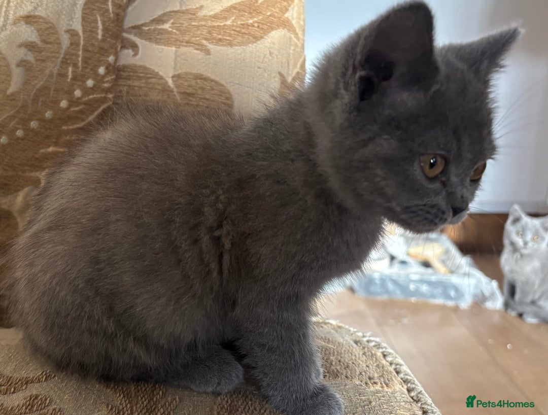 British Longhair cats for sale: 5 stunning British blues  - Image 6