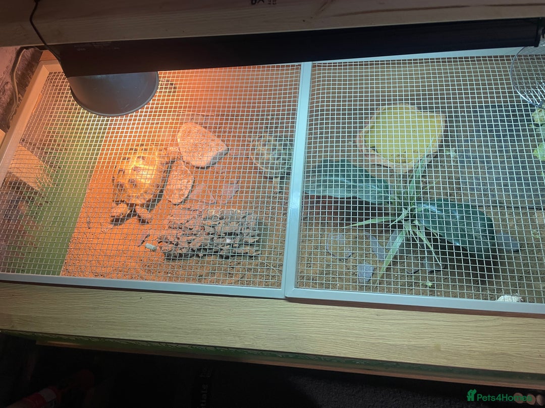 Tortoise reptiles for sale: Horsefield tortoise’s  - Advert 2