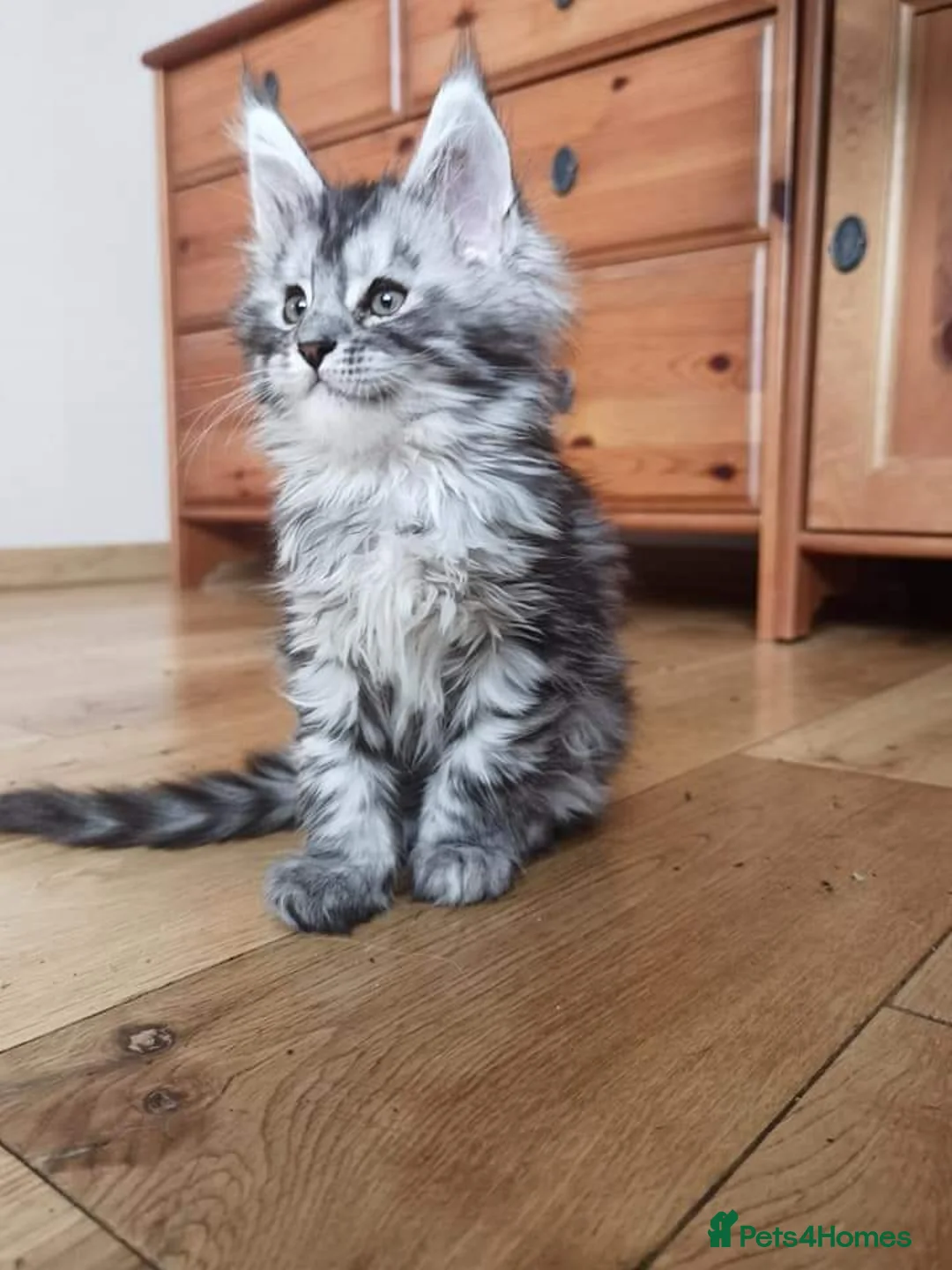 Maine Coon cats for stud: Proven Champion bloodlines stud in Doncaster - Advert 14