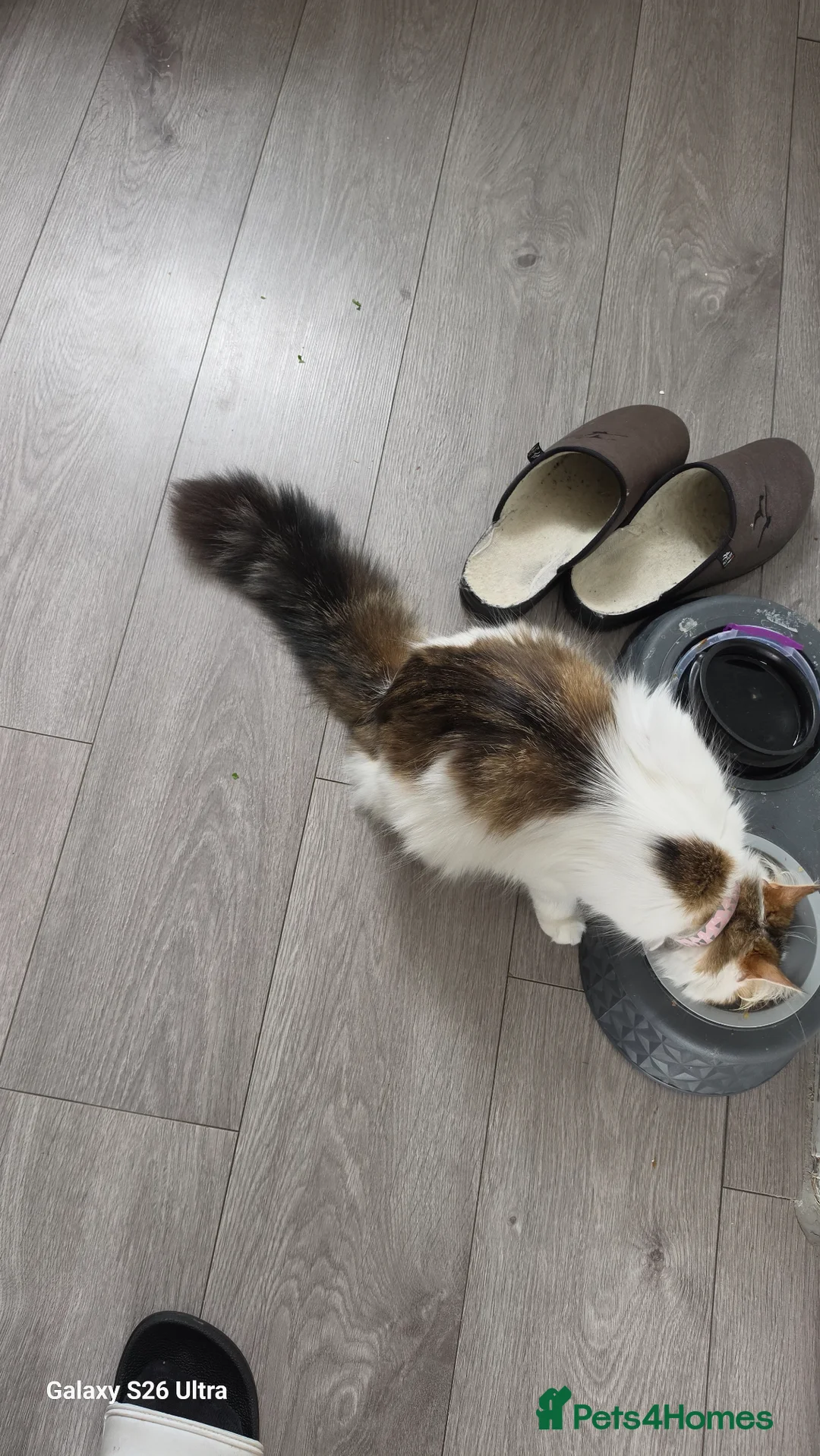 Mixed Breed cats for sale: Loving Kittens Ready for Their Forever Homes! - Advert 1