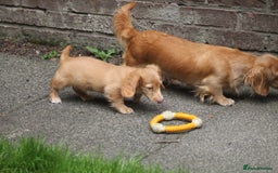 Dachshund dogs for sale: KC beautiful cream dachshund miniature long haired - Image 10