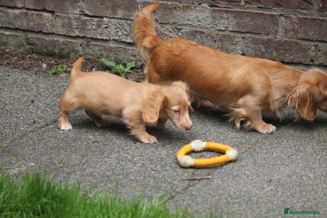Dachshund dogs for sale: KC beautiful cream dachshund miniature long haired - Image 10
