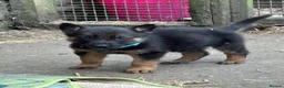 German Shepherd dogs for sale: German Shepherd Pups  - Advert 6