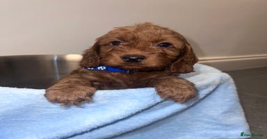 Cockapoo dogs FOX RED COCKAPOOS ⭐️⭐️ - Advert 4