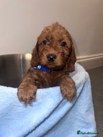 Cockapoo dogs FOX RED COCKAPOOS ⭐️⭐️ - Advert 4